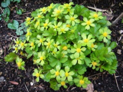 Haquetia_epipactis_Leon.JPG