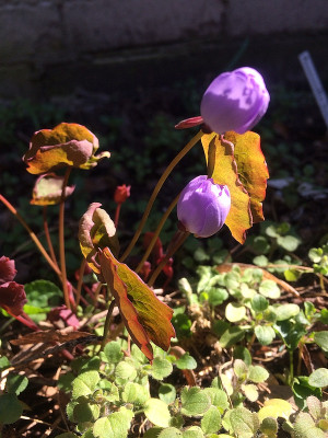 2022-03-28 Jeffersonia dubia.jpg