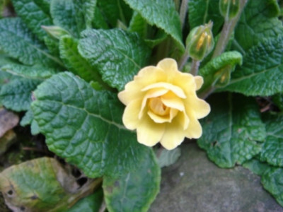 Primula_vulgais_Sunshine_Susy.JPG