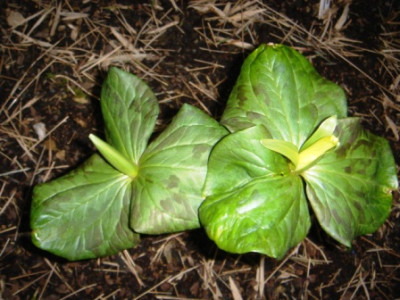 Trillium_californicum.JPG