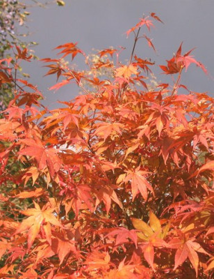 Acer_atropurpureum_2.jpg