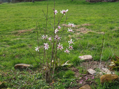 Magnolia x loebneri 'Leonard Messel' rosafarbene Buschwindröschen P3280257.JPG