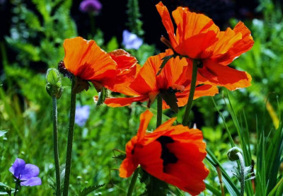 Papaver_1_23-05-2008.jpg