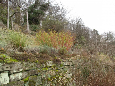 Mediterrane Pflanzung Euphorbia 20220123_01.JPG