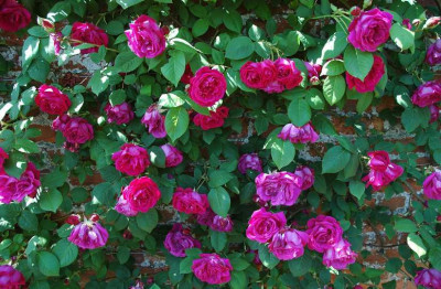 Mottisfont_Rose__X_1_23-05-2008.jpg