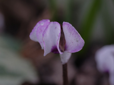 DSC_4707_DxO.jpg