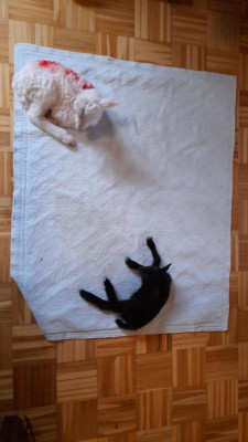 IMG-20220329-WA0001.jpeg