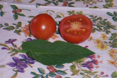 kb06nadja.jpg