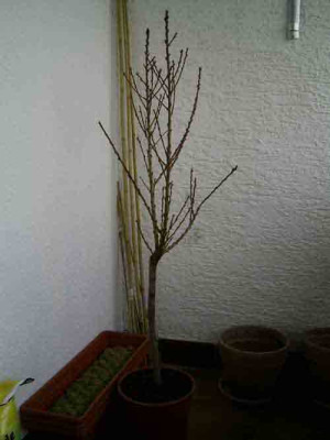 2008-03-28-nektarine-bearb_002.jpg
