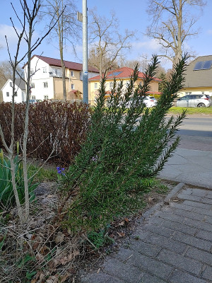 RosmarinPüsst20220329_104957_HDR.jpg