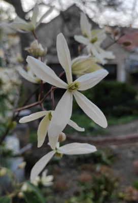 Clematis_armandii_20220326.jpg