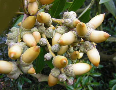 77acorns.jpg