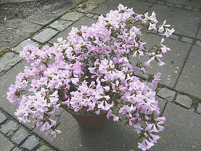 Rhododendron_imperator_fars_2008.jpg