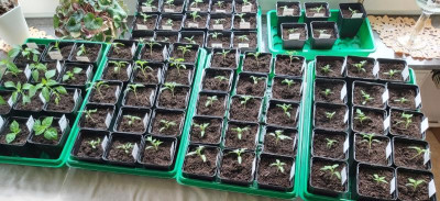 Tomaten 2022-03-29.jpg