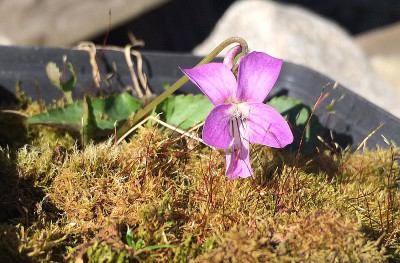2022-03-28 Viola.jpg