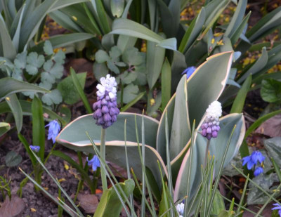 Muscari_latifolium-GrapeIce.21-1.jpg