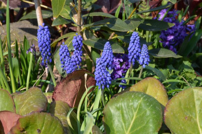 Muscari_armeniacum-BigSmile.22-1.jpg