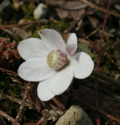 IMG_3475_eHepatica_henryi_rosawei_gefullt.JPG