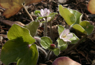 IMG_3478_eHepatica_maxima.JPG