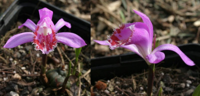 Pleione_limprichtii_CY2002.jpg
