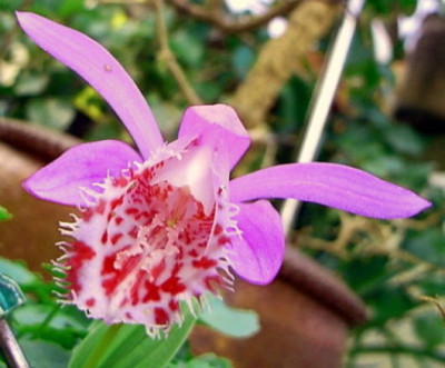 P._limprichtii_.JPG