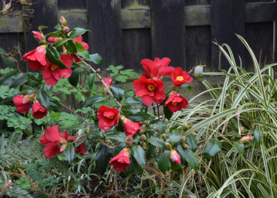 Camellia-Broceliande.22-2.jpg