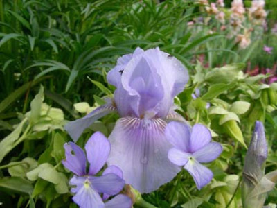 Morgendammerung_mit_Boughton_Blue_DSCN0909.JPG