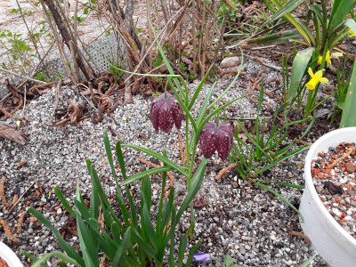 Fritilaria.jpg