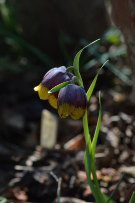 DSC_0440.JPG