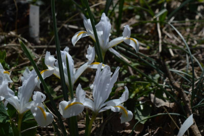 DSC_0439.JPG