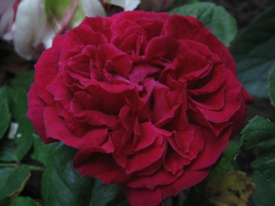 Abbe_Bramerel_1.jpg