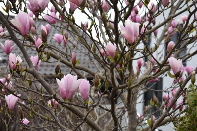 Feigen, Magnolie 002.JPG