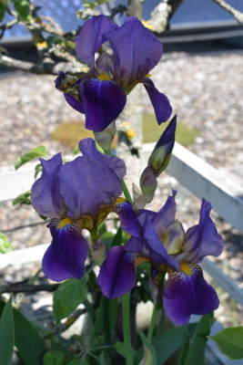 iris, blüten 18.5.20 001.JPG