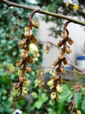 Stachyrus_chinensis_Magpie_Frost.JPG