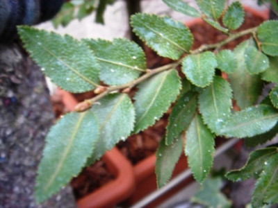 Nothofagus_cunninghamii.JPG