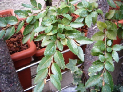 Nothofagus_cunninghamii_1.JPG
