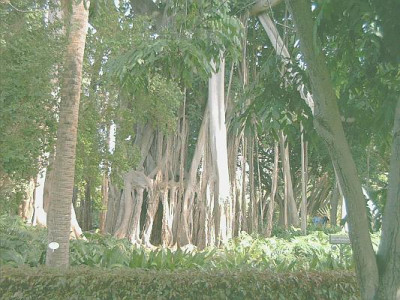 Phytolacca_d._Bot._Garten_Puerto_Cruz.jpg