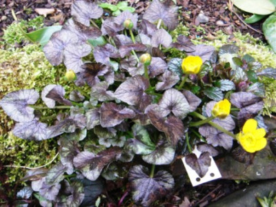 Ranunculus_ficaria_Brazen_Child.JPG