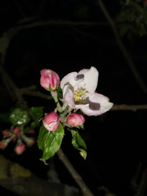 Apfel 20220331.jpeg