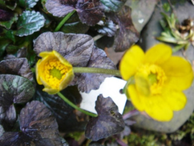 Ranunculus_ficaria_Brazen_Child_3.JPG