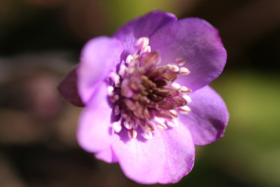 Hepatica Findling.JPG