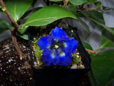 100_1088_GENTIANA_dinarica__640.jpg