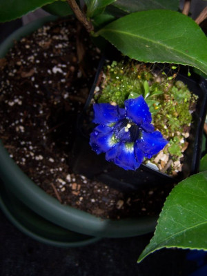 100_1089_GENTIANA_dinarica_2__640.jpg