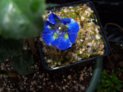 100_1090_GENTIANA_dinarica_3_innen_grun__800.jpg