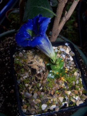 100_1091_Gentiana_dinarica_cote__500.jpg