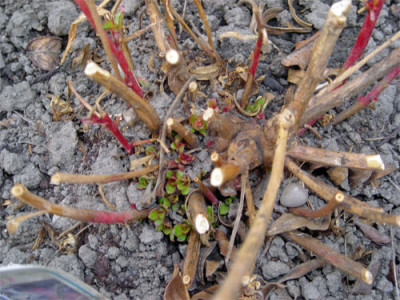 austrieb_gaura_01.jpg