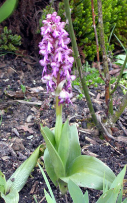 Barlia_robertiana_28.3.08.jpg