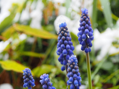 Muscari mit Haube P4020257.JPG