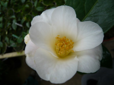 P1000143.JPG