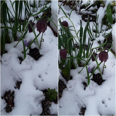 Im Schnee.jpg